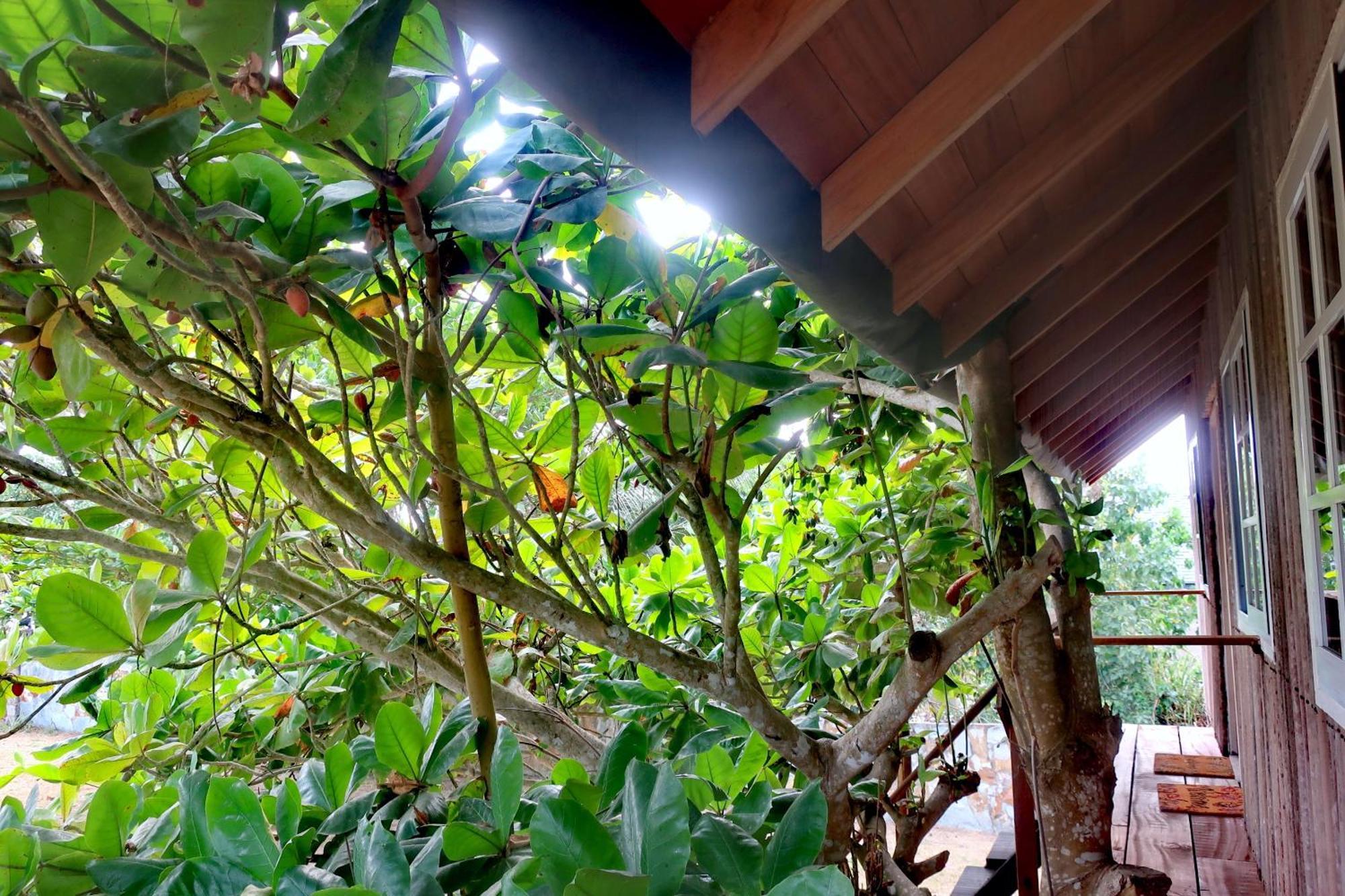 Afro Beach Eco Resort Butre Δωμάτιο φωτογραφία